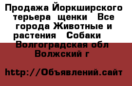 Продажа Йоркширского терьера, щенки - Все города Животные и растения » Собаки   . Волгоградская обл.,Волжский г.